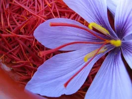 تصویر 1 از زعفران توکلی اصل خراسان رضوی با طعم اصیل